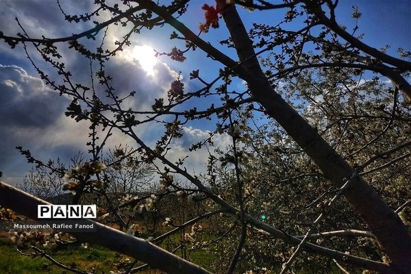 طبیعت و بهار دل انگیز در  روستای آبقد