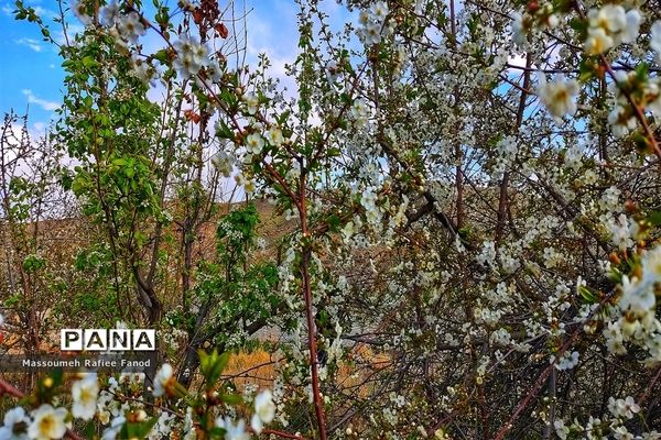 طبیعت و بهار دل انگیز در  روستای آبقد