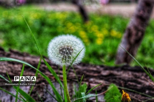 طبیعت و بهار دل انگیز در  روستای آبقد