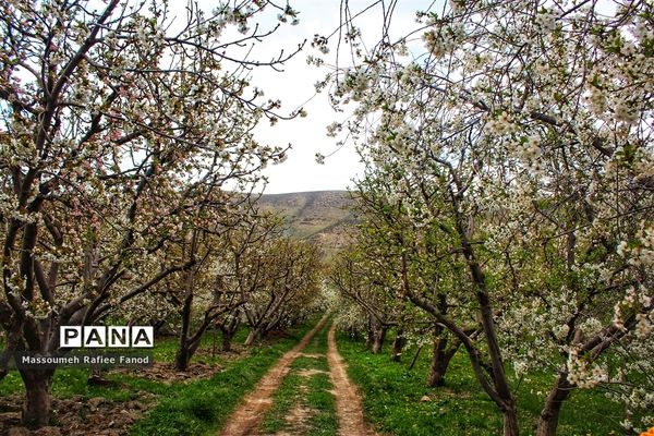 طبیعت و بهار دل انگیز در  روستای آبقد