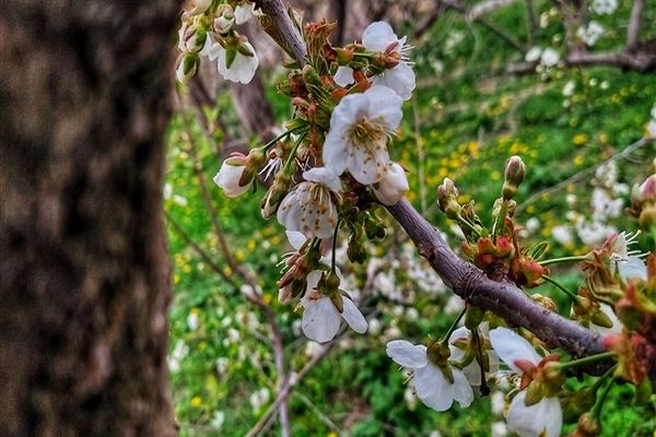 طبیعت و بهار دل انگیز در  روستای آبقد