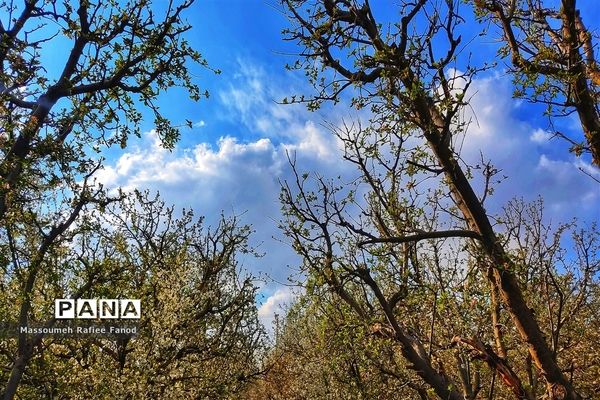 طبیعت و بهار دل انگیز در  روستای آبقد