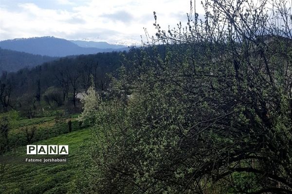 روستای بالابند، روستای سرسبز استان مازندران