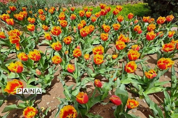 بازدید دانش‌آموزان دبیرستان سیزده آبان ناحیه یک کرج از جشنواره لاله ها