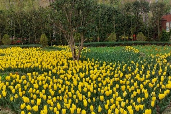 برگزاری نهمین جشنواره لاله‌ها در کرج