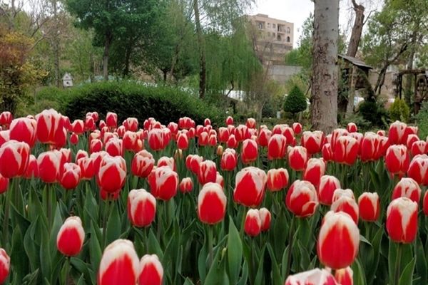 برگزاری نهمین جشنواره لاله‌ها در کرج