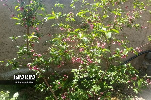 شکوفه‌های بهاری در چشمه‌ها