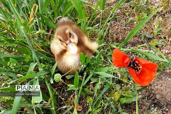 طبیعت زیبا و بکر سرخه حصار تهران