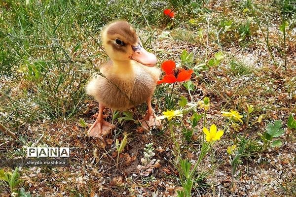 طبیعت زیبا و بکر سرخه حصار تهران