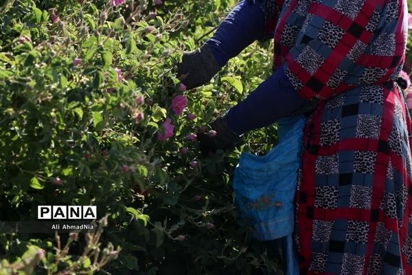 برداشت گل محمدی از مزارع جعفرآباد قم