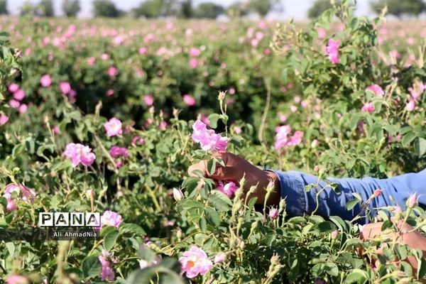 برداشت گل محمدی از مزارع جعفرآباد قم