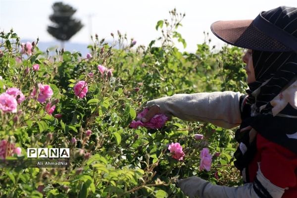 برداشت گل محمدی از مزارع جعفرآباد قم