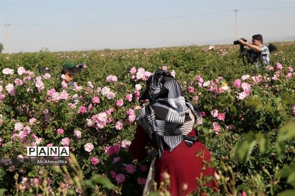 برداشت گل محمدی از مزارع جعفرآباد قم