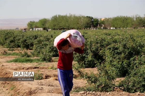 برداشت گل محمدی از مزارع جعفرآباد قم