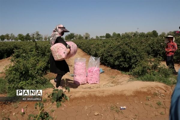 برداشت گل محمدی از مزارع جعفرآباد قم