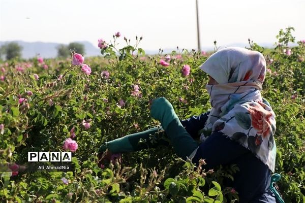 برداشت گل محمدی از مزارع جعفرآباد قم