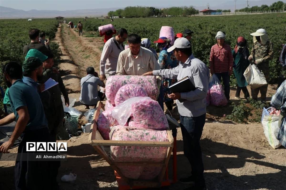 برداشت گل محمدی از مزارع جعفرآباد قم