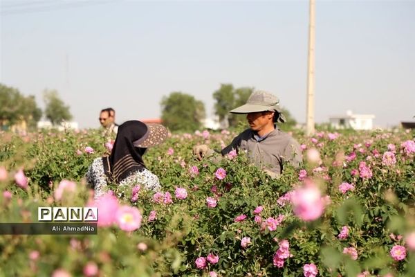 برداشت گل محمدی از مزارع جعفرآباد قم