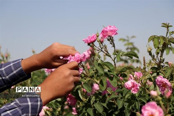 برداشت گل محمدی از مزارع جعفرآباد قم