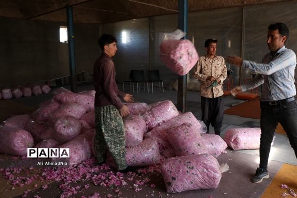 برداشت گل محمدی از مزارع جعفرآباد قم