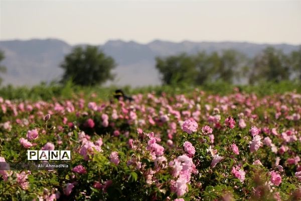 برداشت گل محمدی از مزارع جعفرآباد قم