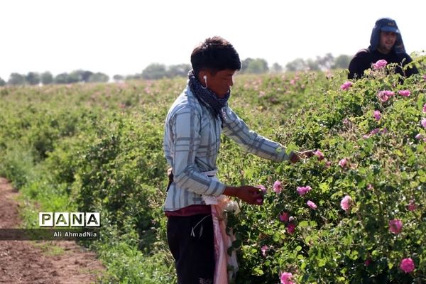 برداشت گل محمدی از مزارع جعفرآباد قم