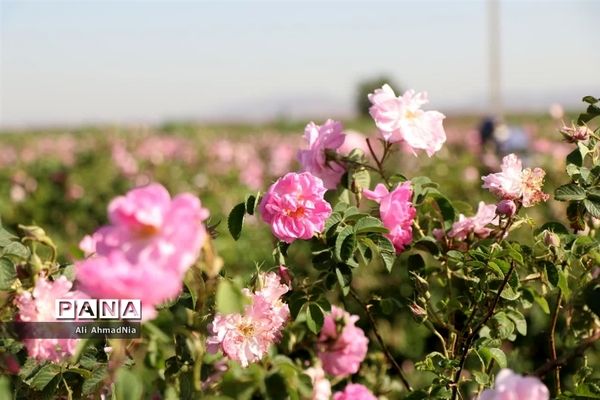 برداشت گل محمدی از مزارع جعفرآباد قم