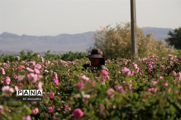 برداشت گل محمدی از مزارع جعفرآباد قم