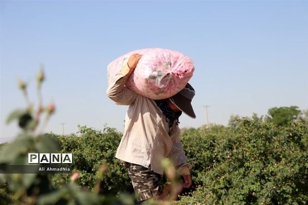 برداشت گل محمدی از مزارع جعفرآباد قم