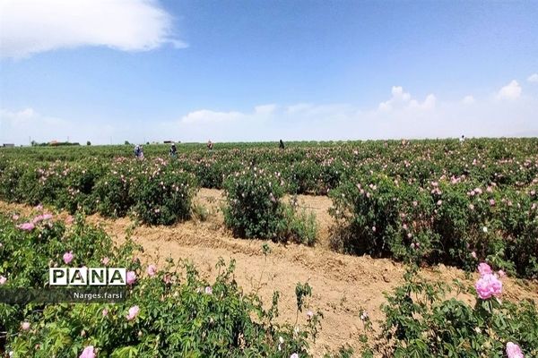 برداشت گل محمدی از مزارع شهرستان جعفرآباد قم