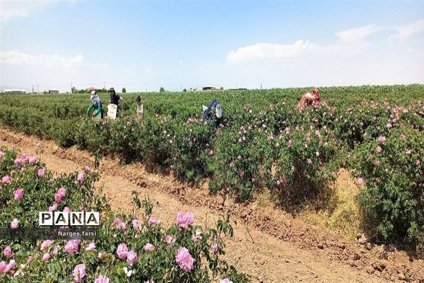 برداشت گل محمدی از مزارع شهرستان جعفرآباد قم