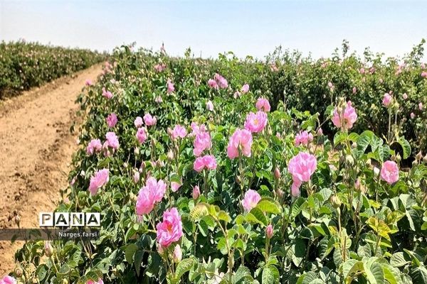 برداشت گل محمدی از مزارع شهرستان جعفرآباد قم