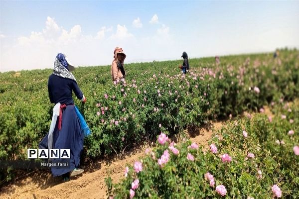 برداشت گل محمدی از مزارع شهرستان جعفرآباد قم