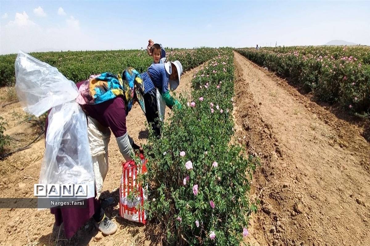 برداشت گل محمدی از مزارع شهرستان جعفرآباد قم