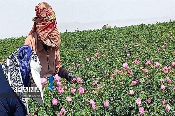 برداشت گل محمدی از مزارع شهرستان جعفرآباد قم