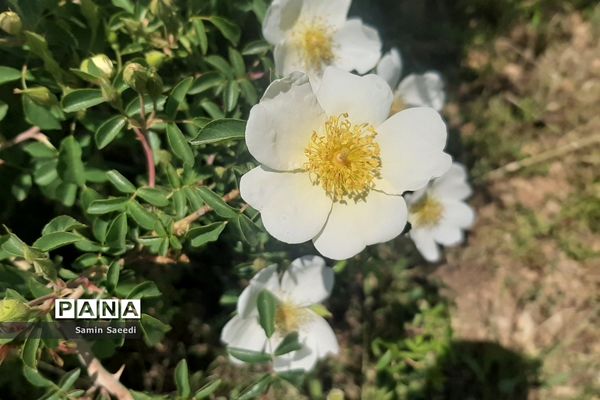 جشنواره گل و گلاب میمند فارس