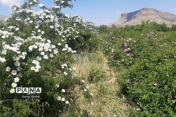 جشنواره گل و گلاب میمند فارس