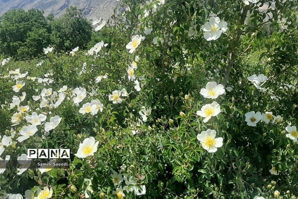 جشنواره گل و گلاب میمند فارس