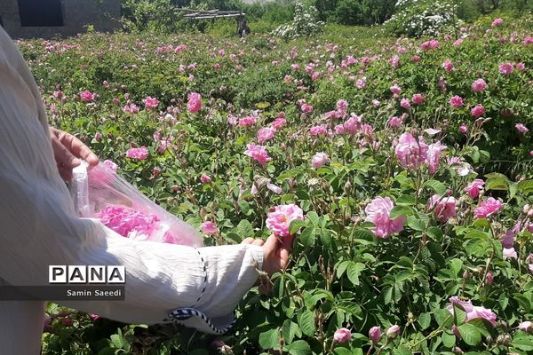 جشنواره گل و گلاب میمند فارس