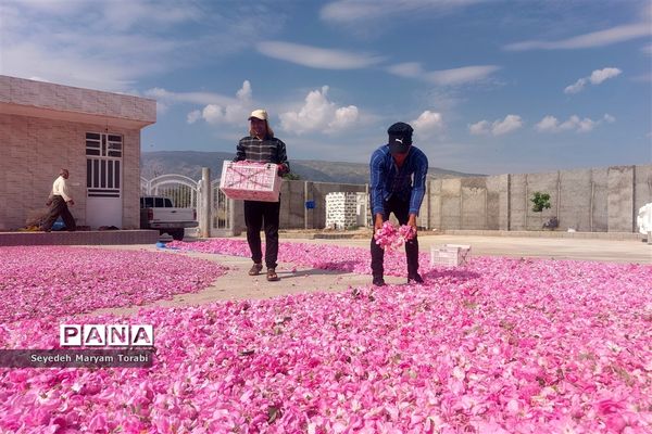 آغاز برداشت گل محمدی از باغات شهر میمند