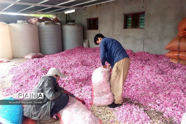 آغاز برداشت گل محمدی از باغات شهر میمند