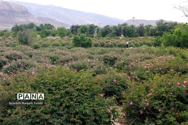 آغاز برداشت گل محمدی از باغات شهر میمند