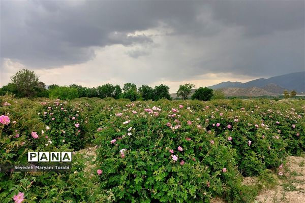 آغاز برداشت گل محمدی از باغات شهر میمند