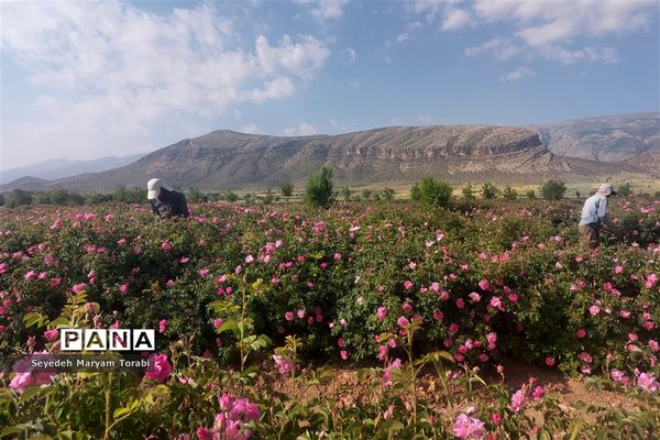 آغاز برداشت گل محمدی از باغات شهر میمند