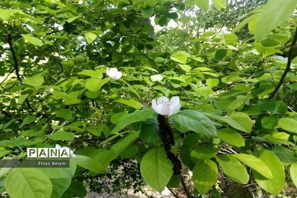 طبیعت امام‌زاده بابا پیر احمد در شهرستان بن