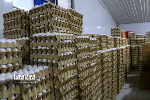 بازدید خبرنگاران از مجموعه مرغ صالحی کاشمر