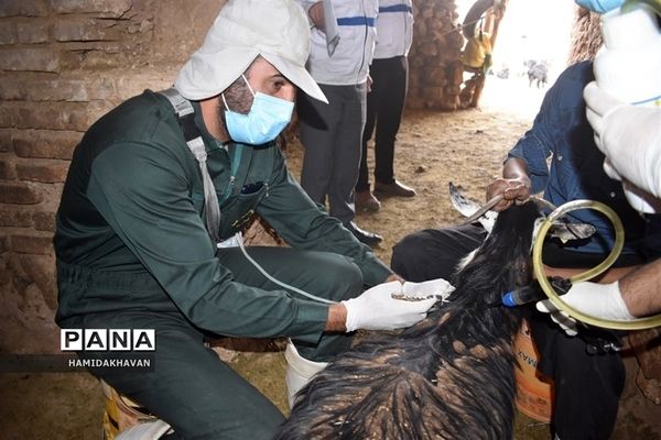 آغاز به‌کار اردوی جهادی‌  واکسیناسیون دامپزشکی در بهاباد