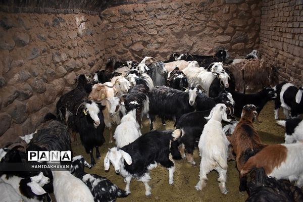 آغاز به‌کار اردوی جهادی‌  واکسیناسیون دامپزشکی در بهاباد