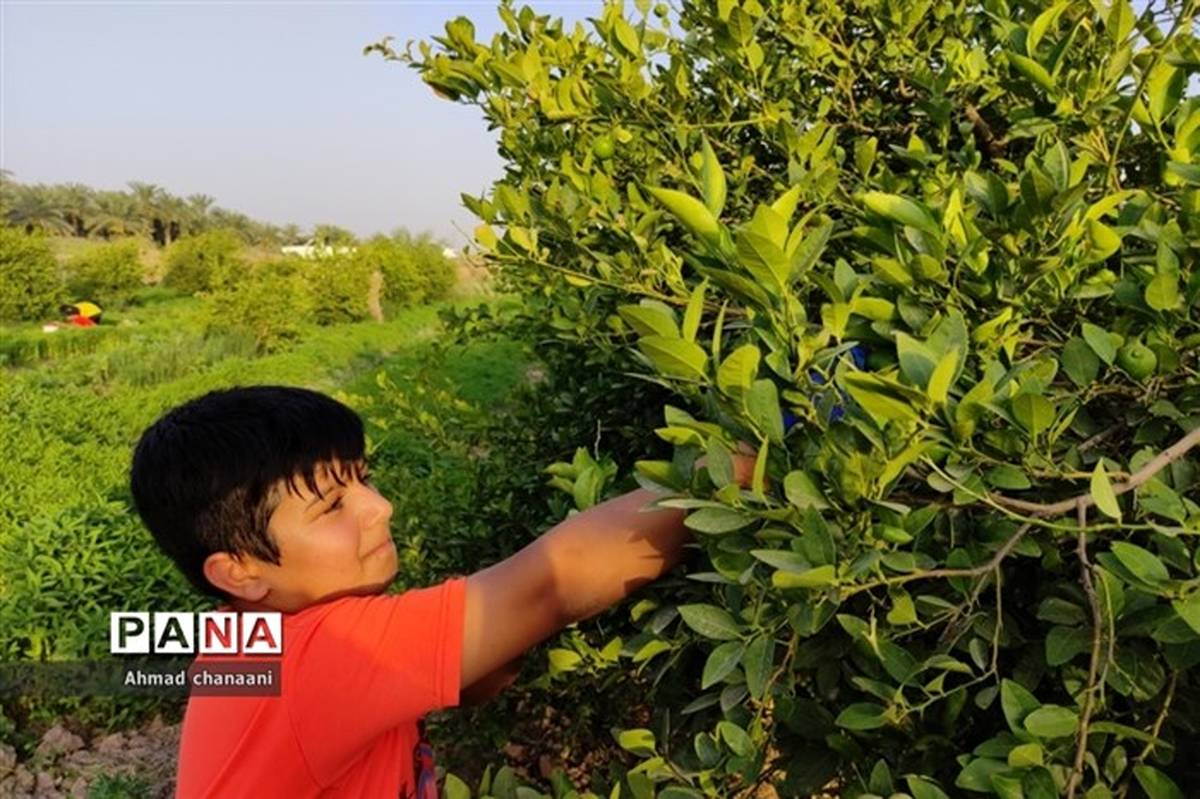 ورود سازمان تعاون روستایی به خرید توافقی لیمو از باغداران