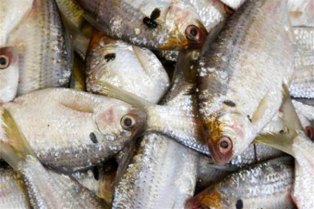 قیمت انواع ماهی در میادین و بازارهای میوه و تره‌بار اعلام شد